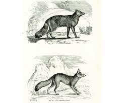 1867 renard loup chacal gravure ancienne lithographie etsy dessin noir et blanc gravures anciennes coloriage de saule pleureur gratuit