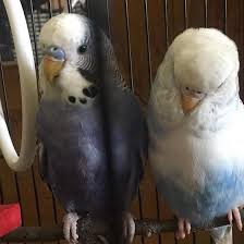 Free delivery and returns on ebay plus items for plus members. Budgies For Sale Pet Supplies Facebook 2 Photos