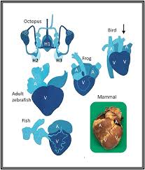 The atrium and the ventricle. Hearts And The Heartless In The Animal Kingdom Frontiers For Young Minds