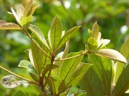 Image result for Terminalia superba