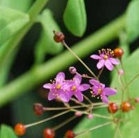 Image result for Talinum tenuissimum