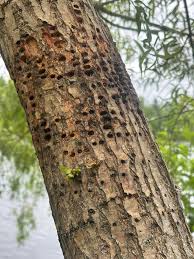 Image result for venturia saliciperda willow tree