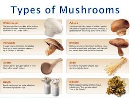 Even, one can start mushroom cultivation at home in india. Mushroom Cultivation