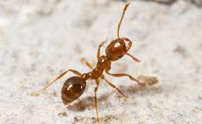 Image result for Ant Disappear What Is Coming ?