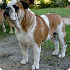 Australian Bulldog Society Inc Australian Bulldog Bulldog Puppies Bulldog Breeds