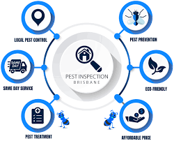Expert recommended top 3 pest control companies in brisbane, qld. Pest Control Brisbane 0488 849 399 No 1 Expert Reliable Pest Control
