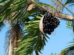 Image result for Vittaria guineensis