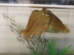 Maybe you would like to learn more about one of these? Cuttlefish Pass Self Control Test Meant For People