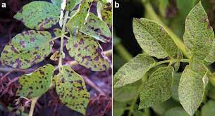 We did not find results for: Brown Leaf Spot In Potatoes Plan For This Early Blight Look Alike In 2013 Msu Extension