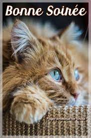 AMOUR De CHATS 2 - BONSOIR BONSOIR LES ZAMIS BELLE ET DOUCE SOIREE GROS  BISOUS <3 MH | Facebook