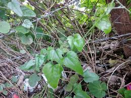 Image result for Cocculus hirsutus