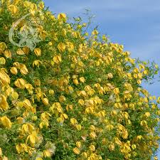 With the vision of a great party in mind, we greeted our guests with a blueberry cocktail as they. Waldreben Clematis Zrodlo Dobrych Pnaczy