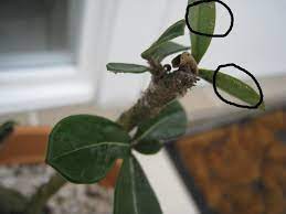 These pictures of this page are about:roses holes in leaves insecticide. My Desert Rose Has Some White Stuff On It A Gardener S Forum