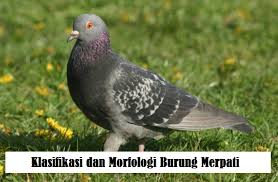 Burung dara dan merpati merupakan burung berbadan gempal dengan paruh ramping, leher pendek, dan kaki atau ceker berair. Klasifikasi Dan Morfologi Burung Merpati Ilmu Pengetahuan Lengkap