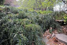 Image result for Polycarpaea prostratum