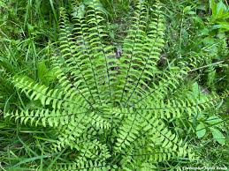 Image result for Adiantum patens