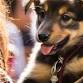 Tales for Tails event in New Cumberland, PA