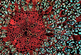 By developing optical methods he has been able to precisely monitor cells in planta. Ranunculus Confocal Microscope Image Fernan Federici Universidad Catolica De Chile Jim Haseloff University Plant Species Herbaceous Perennials Science Images