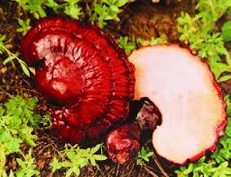 Image result for Ganoderma tsugae