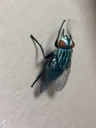 large black flies suddenly and
