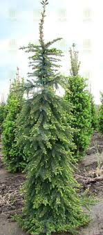 Picea Omorika Bruns Google Search Conifers Garden Conifers Plants