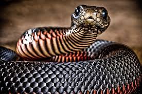 Ok Yes This A Red Belly Black Snake Witch Is A Pretty Deadly And To Most People It Is Scary Slimy Looking But If You Have Ever Fe Cute Snake Snake