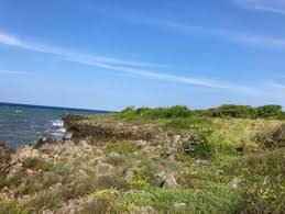 Image result for Monanthotaxis trichantha