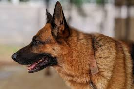 Check spelling or type a new query. German Shepherd Breeders In Ohio Reviewed Breeder Review