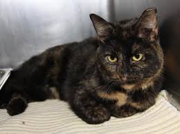 Our specialties include aquariums & supplie. Adopt Callie Tortoiseshell Spayed Combo Tested Sponsored On Petfinder Humane Society Animal Rescue Animals
