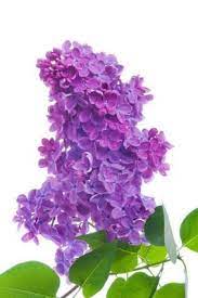 Pin On Gardening