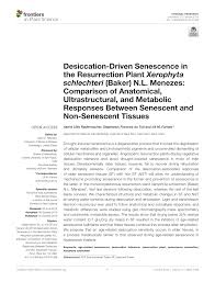 Image result for Xerophyta schlechteri