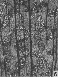 Image result for Rhaptopetalum roseum