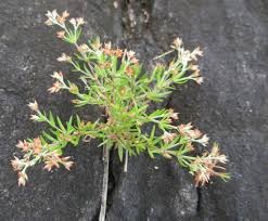 Image result for Polycarpaea corymbosa