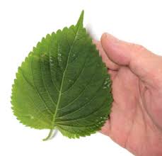 えごまの葉 エゴマの葉 荏胡麻の葉 旬の野菜百科