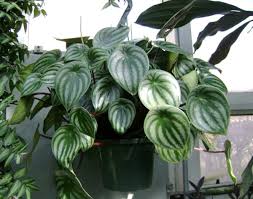 Maybe you would like to learn more about one of these? Jenis Jenis Peperomia Yang Cocok Dijadikan Tanaman Hias Gantung Bibitbunga Com