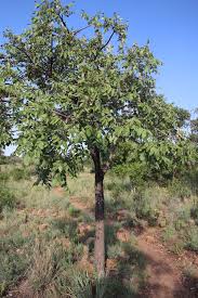 Image result for Lannea discolor