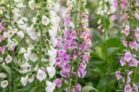 Image result for Digitalis purpurea alba/ red spots