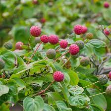 Cornus kousa weisse fontaine (korean dogwood). Kousa Dogwood Japanese Dogwood Tree On The Tree Guide At Arborday Org