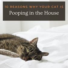 For the occasional outside the box pooper, it might be a. 10 Reasons Why Cats Poop Outside Of The Litter Box Pethelpful By Fellow Animal Lovers And Experts