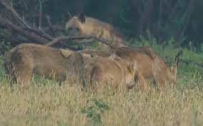 Striped hyena - Wikiwand