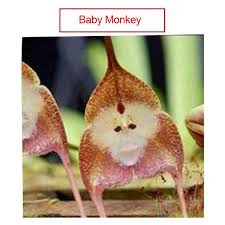 US- Very Rare Dracula Simia Monkey Face ...