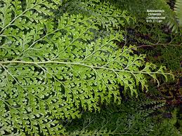 Image result for Lindsaeaceae