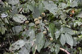 Image result for Lecanthus peduncularis