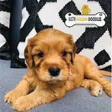 We did not find results for: About Our Golden Cavapoos Austin Golden Doodles