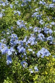 Image result for Phragmanthera dschallensis