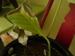Why Do Indoor Plant Leaves Turn Brown Hunker In 2020 Plant Leaves Turning Plant Leaves Turning Brown Plant Leaves