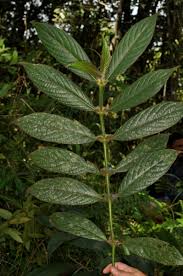 Image result for Lasianthus