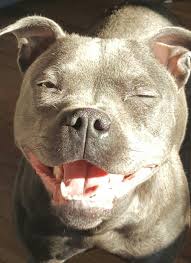 9 Mths British Staffordshire Bull Terrier Dog Tags Staffy Bull Terrier Dogs