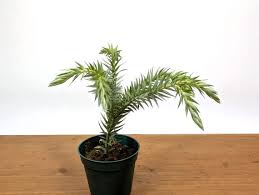 Image result for Huperzia bampsiana