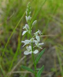 Image result for Polygala capillaris